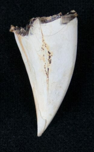 Bargain Tyrannosaur Tooth Core #14308